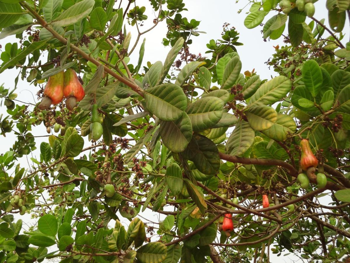 Borim The Enchanting Nest מראה חיצוני תמונה